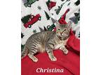 Christina, Domestic Shorthair For Adoption In Fairfield, Illinois