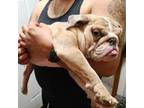 Bulldog Puppy for sale in Aurora, IL, USA