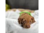 Vizsla Puppy for sale in Clemons, IA, USA