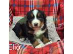 Bernese Mountain Dog Puppy for sale in Creston, IA, USA