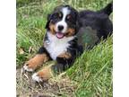 Bernese Mountain Dog Puppy for sale in Creston, IA, USA