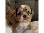 Shih Tzu Puppy for sale in Chicago, IL, USA