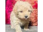 Poodle (Toy) Puppy for sale in Phoenix, AZ, USA