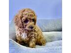 Cavapoo Puppy for sale in Vancouver, WA, USA