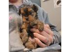 Yorkshire Terrier Puppy for sale in Everett, WA, USA