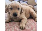 Golden Retriever Puppy for sale in Florence, SC, USA