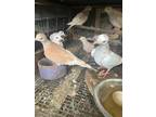 Young Doves, Fantail Doves, Homing Pigeons