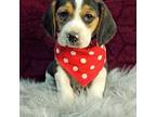 Beagle Puppy for sale in Santa Ana, CA, USA