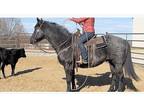 Quarter Horse for sale Humphry