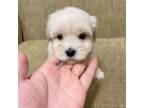 Poodle (Toy) Puppy for sale in Montebello, CA, USA