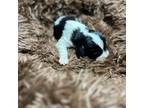 Cavapoo Puppy for sale in Ottertail, MN, USA