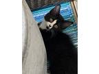 Adopt Nova a Black & White or Tuxedo Domestic Longhair / Mixed (long coat) cat