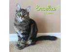 Adopt Encelia a Brown Tabby Domestic Mediumhair (long coat) cat in Tucson