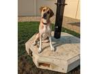 Adopt Phoebe a Great Dane dog in Yankton, SD (38795072)