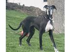 Adopt Callie (23-017) a Black - with White Great Dane / Mixed dog in Inver Grove