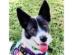 Adopt The Nanny a Australian Cattle Dog / Mixed dog in Fort Lupton