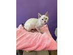Adopt Britta a Siamese / Mixed (short coat) cat in Rockford, IL (39068206)