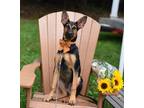 Adopt Deimos a Black - with Tan, Yellow or Fawn German Shepherd Dog dog in