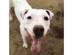 Adopt French Fry a White - with Tan, Yellow or Fawn Pit Bull Terrier / Mixed dog