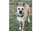 Adopt Roger a Tan/Yellow/Fawn - with White German Shepherd Dog dog in Pleasant