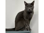 Adopt Wallace - City of Industry Location a Gray or Blue Russian Blue / Mixed