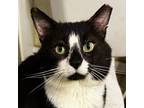 Adopt Ben Lomond a Domestic Shorthair cat in Knoxville, TN (39064915)