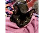 Adopt Coal a Domestic Shorthair cat in Knoxville, TN (38792528)