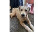 Adopt Anni a Tricolor (Tan/Brown & Black & White) Wheaten Terrier / Mixed dog in