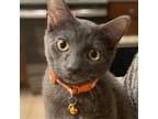 Adopt Klaus a Gray or Blue Domestic Shorthair / Mixed cat in Great Falls