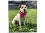Adopt Quinn a American Staffordshire Terrier dog in Maryville, TN (38882053)