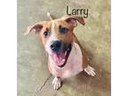 Adopt Larry (2) a Brown/Chocolate - with White American Staffordshire Terrier /