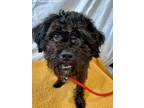 Adopt True a Black Poodle (Miniature) / Jack Russell Terrier / Mixed dog in