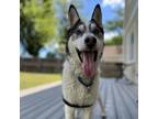 Adopt Chief a Black Husky / Mixed dog in Arlington, VA (38841804)