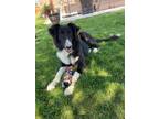 Adopt Pepper a Black Collie / Mixed dog in Tinley Park, IL (38996910)