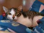 Adopt Jaden a White Domestic Mediumhair / Domestic Shorthair / Mixed cat in