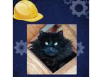 Adopt Frankie a All Black Domestic Mediumhair / Mixed cat in St.