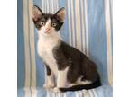 Adopt Armani 8595 a Domestic Shorthair / Mixed cat in Dallas, TX (38794693)