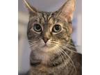 Adopt Millie a Brown Tabby Domestic Shorthair / Mixed (short coat) cat in