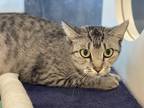 Adopt Lacey a Gray or Blue Domestic Shorthair / Domestic Shorthair / Mixed cat
