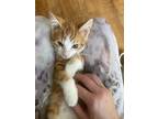 Adopt Tikal a Domestic Shorthair / Mixed cat in Wheaton, IL (39005924)