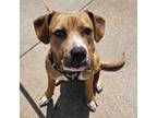 Adopt Max a Brown/Chocolate Mixed Breed (Medium) / Mixed dog in Kansas City