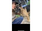 Adopt Kona a Black - with Tan, Yellow or Fawn German Shepherd Dog / Mixed dog in