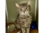 Adopt Weston a Gray or Blue Domestic Mediumhair / Mixed cat in Riverwoods