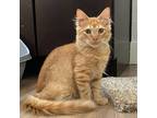 Adopt Jerry a Orange or Red Tabby Domestic Shorthair / Mixed cat in Aurora