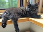 Adopt Coco Chanel a All Black Domestic Longhair (long coat) cat in Colmar