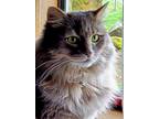 Adopt Willow a Gray or Blue Domestic Longhair / Mixed (long coat) cat in