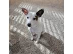 Adopt Lily-Faith a Tan/Yellow/Fawn Italian Greyhound / Jack Russell Terrier dog