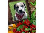 Adopt Zeus a Catahoula Leopard Dog dog in Maryville, TN (38836915)