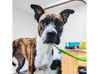 Adopt Welah: Reigning Queen of Snuggles a Brindle - with White Boxer / American
