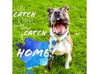 Adopt Welah a Brindle - with White American Pit Bull Terrier dog in Mead